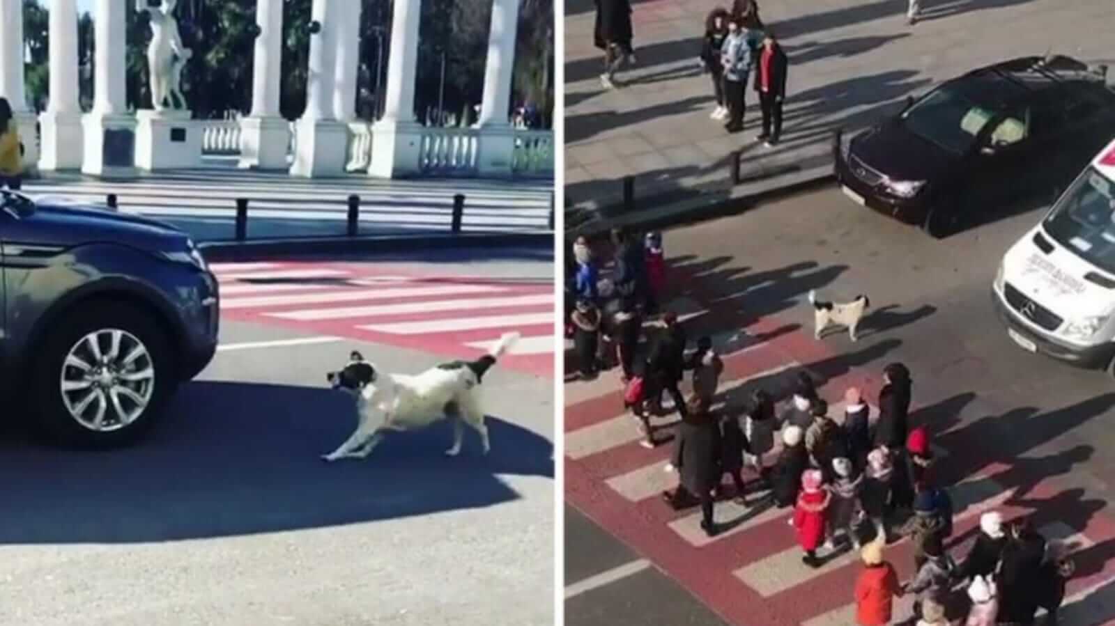 Kupata força veículos a pararem na faixa