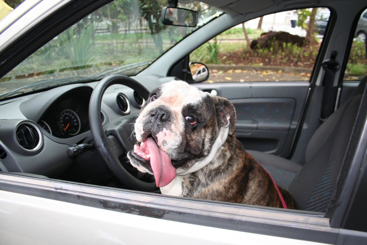 Existem maneiras corretas de transportar seu pet no carro e solto no banco do motorista não é uma delas