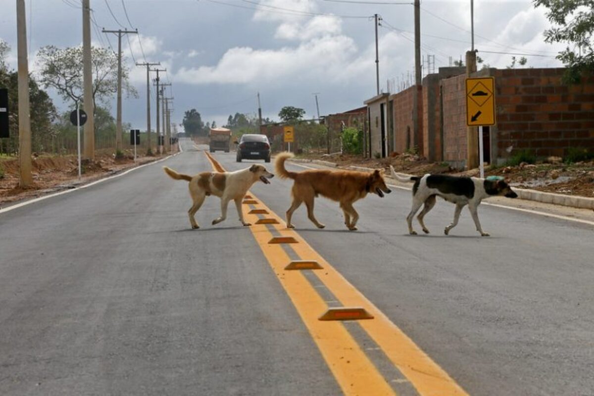 Na foto, animais andam em rodovia. Se o projeto aprovado, motoristas terão de socorrer animais vítimas de atropelamento no trânsito, mesmo que não estejam envolvidos no acidente