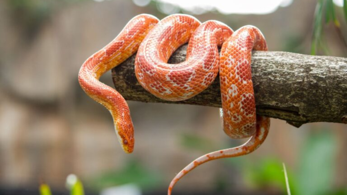 Cobra do milho laranja enrolada em árvore