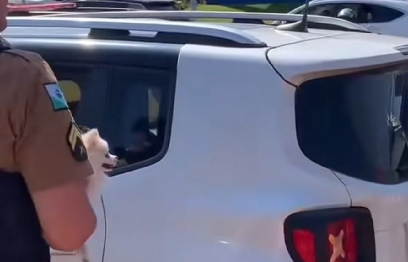 Cão da raça Lulu da Pomerânia trancado em porta-malas é resgatado pela PM;  VÍDEO