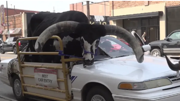 Giant bull sitting in the passenger seat of a white car, seen from the front