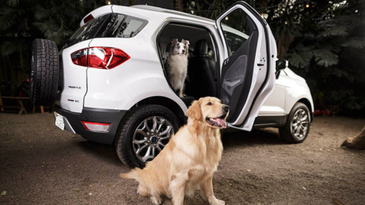 Cachorros em carro da Ford para matéria do dia dos animais sobre acessórios para transportar pets
